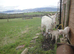 2 Lovely guernsey cross wethers. Friendly. 2 years old