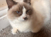 Ragdoll pure breed bicolour male kitten