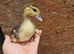 3 muscovie ducklings available