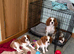 K C Reg Fully Vaccinated Cavalier King Charles