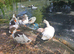 Trading Beautiful Pomeranian geese and more Northampton