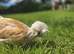 Chamois Polish Cockerel