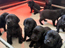 KC Registered Black Labrador Pups