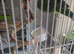 Indian ringneck parakeet male