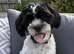 Gorgeous Female Shihpoo