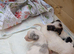 Parson Russell terrier