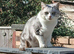 Sylvester British short hair silver tabby