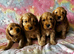 Beautiful Cockapoo puppies (Only little boy left)