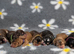 KC Reg Show Type Cocker Spaniel Puppies DNA Tested
