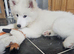 SAMOYED PUPPIES