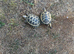Horsfield tortoises