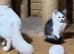 Male Siberian kitten with ancestry, & delivery