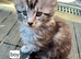 Mainecoon kittens