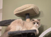 Registered Ragdoll 1y old