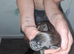 Staffy cross puppies