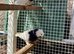 Iranian pigeon (toghi)