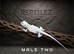 BEARDED DRAGONS