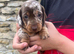 MINATURE DASCHSHUND PUPPIES READY TO GO NOW