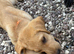 Mixed litter gold and black puppies