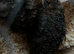 Baby quails
