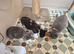 2 beautiful bsh kittens