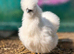 Silkie Hens - Laying