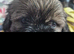 3 beautiful pure shih tzus