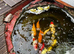 Large multicolour and Koi
