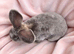 Mini plush lop x mini rex doe