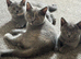 Kitten british shorthair