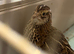 Group of coturnix Japanese quail