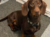 Male 2 year old dachshund