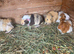 Guinea pigs