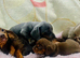 Council Registered DNA Tested Mini Smooth Dachshund Pups