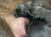 Pups for sale