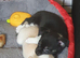 Chihuahua puppies ready now Lincolnshire