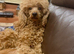 Beautiful Red Toy Poodle Male Available