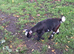 4 month old pygmys