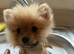 Beautiful fluffy Pomeranians READY NOW