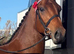 Stunning gelding
