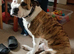 American bulldog Cross bitch
