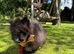 Pomeranian puppy