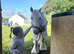 Stunning 13.3 Novice ride cob