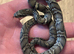 Cb26 baby Russian rat snakes