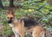 Sad sale german shepherd bitch for sale