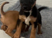 Jack Russel puppies