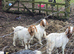 Boer doelings female goats