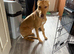 Make lurcher pup