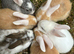 Baby rabbits looking for forever home