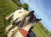 2 year old piebald cob colt